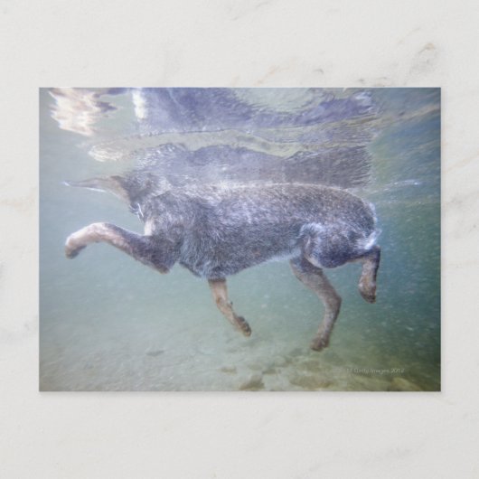 米国アイダホ州サンバレー。 ポストカード (正面)