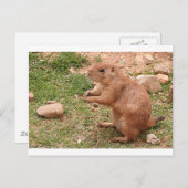 米国アリゾナ州,動物園の草原の犬 ポストカード (正面/裏面)