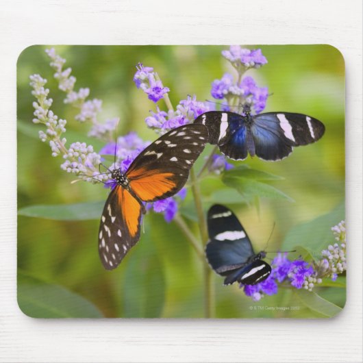 米国オレゴン マウスパッド (正面)