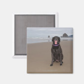 米国カリフォルニア州 マグネット (正面/裏面)