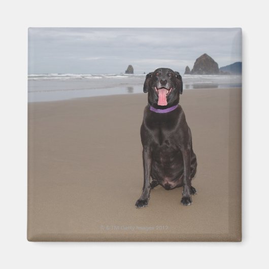 米国カリフォルニア州 マグネット (正面)