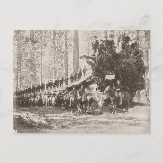 米国カルバ保護リー国立公園 ポストカード (正面)