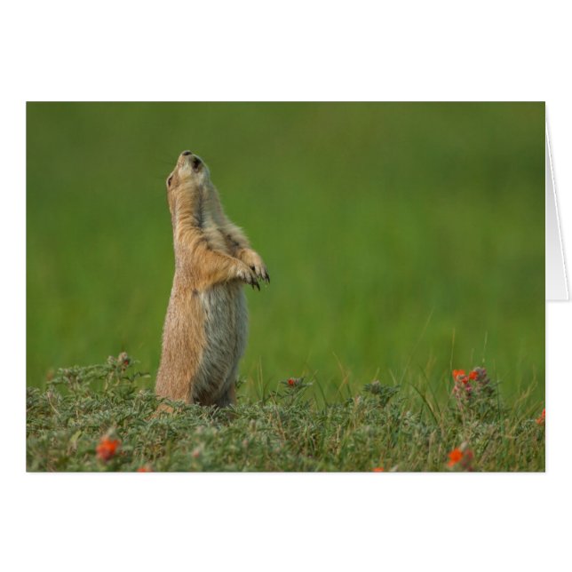 米国サウスダコタ州カスター州パーク (正面横)