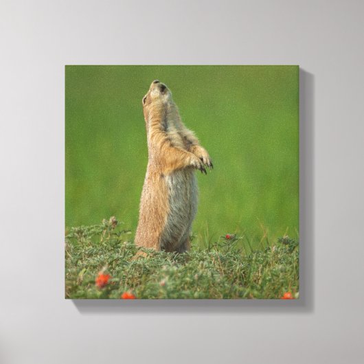 米国サウスダコタ州カスター州パーク キャンバスプリント (正面)