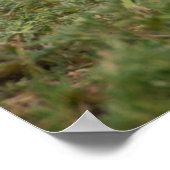 米国サウスダコタ州カスター州パーク ポスター (角)