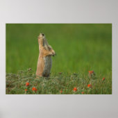 米国サウスダコタ州カスター州パーク ポスター (正面)