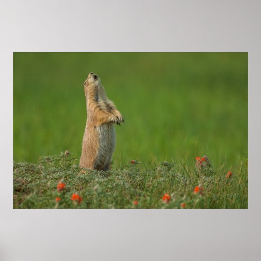 米国サウスダコタ州カスター州パーク ポスター (正面)