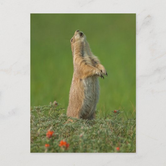 米国サウスダコタ州カスター州パーク ポストカード (正面)