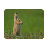 米国サウスダコタ州カスター州パーク マグネット (横)