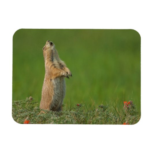 米国サウスダコタ州カスター州パーク マグネット (横)