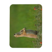 米国サウスダコタ州カスター州パーク マグネット (縦)