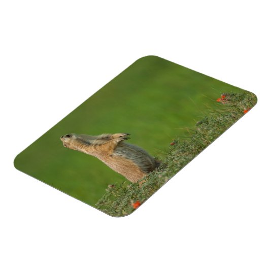 米国サウスダコタ州カスター州パーク マグネット (左側)