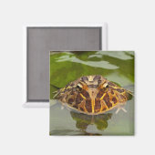 米国ネブラスカ州（キャプティブ） マグネット (正面/裏面)