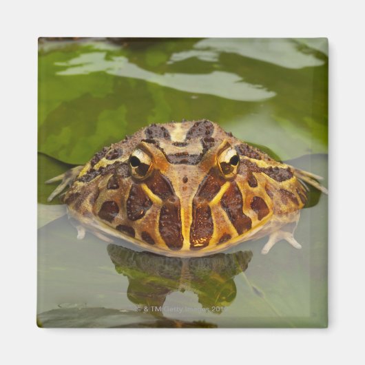 米国ネブラスカ州（キャプティブ） マグネット (正面)