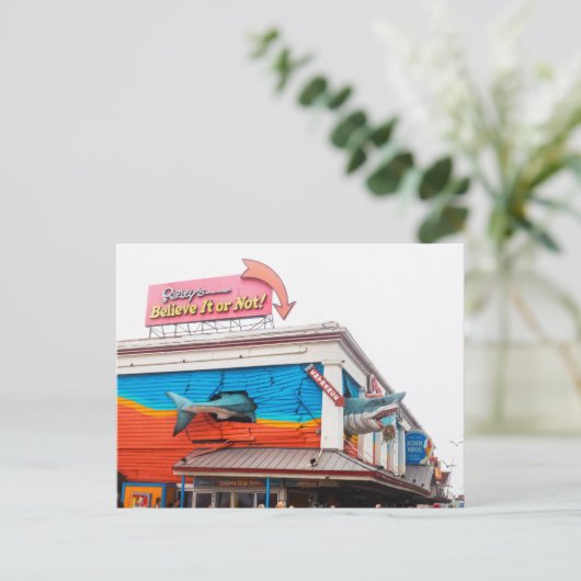 米国メリーランド州海市のサメ シーズンポストカード (スタンド正面)