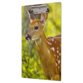 米国モンタナ州ホワイトフィッシュで子鹿が見える クリップボード (左)