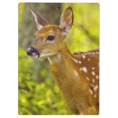 米国モンタナ州ホワイトフィッシュで子鹿が見える クリップボード (裏面)