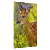 米国モンタナ州ホワイトフィッシュで子鹿が見える クリップボード (右)