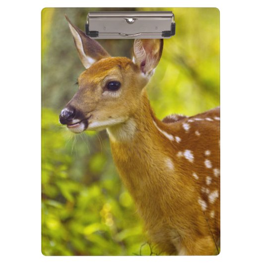 米国モンタナ州ホワイトフィッシュで子鹿が見える クリップボード (正面)