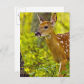 米国モンタナ州ホワイトフィッシュで子鹿が見える ポストカード (正面/裏面)