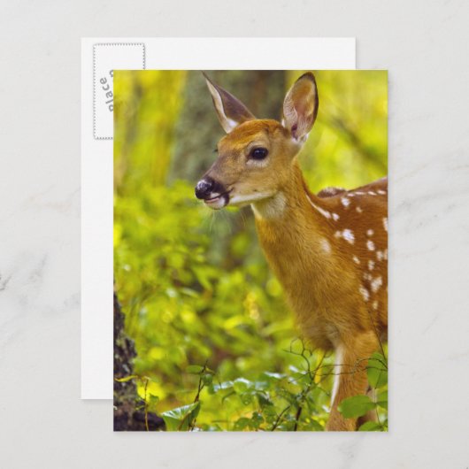 米国モンタナ州ホワイトフィッシュで子鹿が見える ポストカード (正面/裏面)