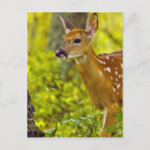 米国モンタナ州ホワイトフィッシュで子鹿が見える ポストカード (正面)