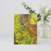 米国モンタナ州ホワイトフィッシュで子鹿が見える ポストカード (スタンド正面)