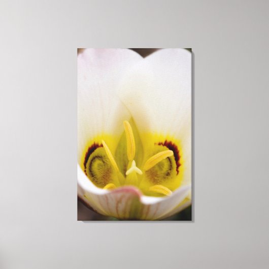 米国ユタ州キャピトルリーフ国立公園2 キャンバスプリント (正面)