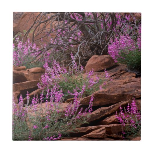 米国ユタ州キャピトルリーフ国立公園 タイル (正面)