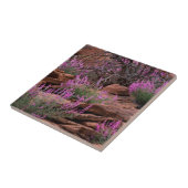 米国ユタ州キャピトルリーフ国立公園 タイル (側面)