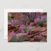 米国ユタ州キャピトルリーフ国立公園 ポストカード (正面/裏面)