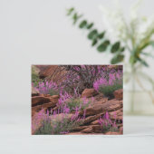 米国ユタ州キャピトルリーフ国立公園 ポストカード (スタンド正面)