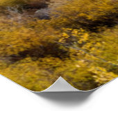 米国ユタ州。《植物》アスペンの木とヤナギ ポスター (角)