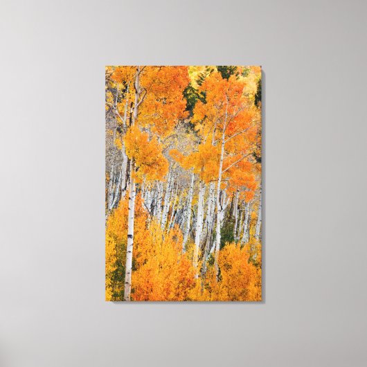 米国ユタ州。《植物》アスペンの木（ポピュラストレムロイデス） 4 キャンバスプリント (正面)