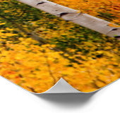 米国ユタ州。《植物》アスペンの木（ポピュラストレムロイデス） 4 ポスター (角)