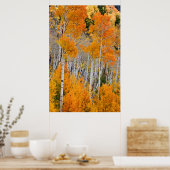 米国ユタ州。《植物》アスペンの木（ポピュラストレムロイデス） 4 ポスター (キッチン)