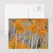 米国ユタ州。《植物》アスペンの木（ポピュラストレムロイデス） 4 ポストカード (正面/裏面)