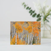 米国ユタ州。《植物》アスペンの木（ポピュラストレムロイデス） 4 ポストカード (スタンド正面)