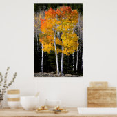 米国ユタ州。《植物》アスペンの木(ポプラ・トレムロイデス) 3 ポスター (キッチン)