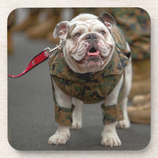 米国軍用犬 コースター (正面)
