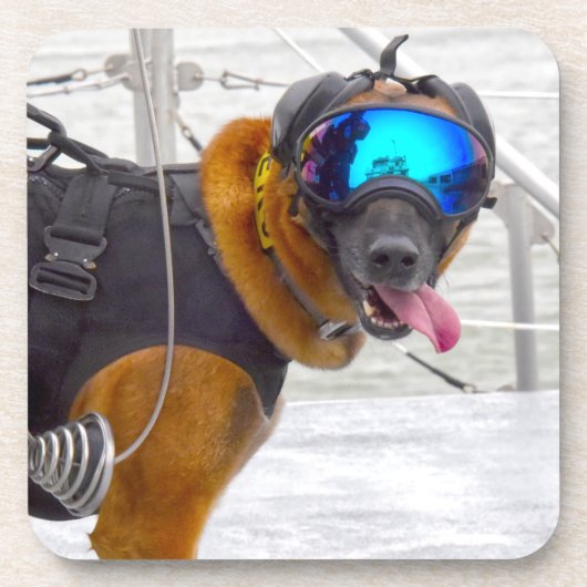 米国軍用犬 コースター (正面)