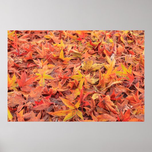 米国霜の降りたワシントン州ミルクリーク ポスター (正面)