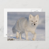 米国、アラスカの1002 ANWRの海岸平野。 3 ポストカード (正面/裏面)