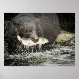 米国、アラスカのAnanの入り江。 ツキノワグマのクローズアップ ポスター