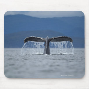 米国、アラスカのTongassの国有林、Humpback マウスパッド