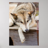 米国、アラスカ。~に犬の毛を引っ張る ポスター (正面)