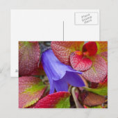 米国、アラスカ。のツンドラにブルーベル ポストカード (正面/裏面)