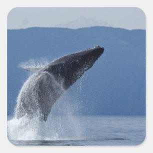 米国、アラスカ、アングーン、ザトウクジラ(メガプテラ) スクエアシール