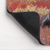 米国、アラスカ、デナリ国立公園、ブル マウスパッド (コーナー)