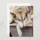 米国、アラスカ。ハスキーな犬たち ポストカード (正面/裏面)